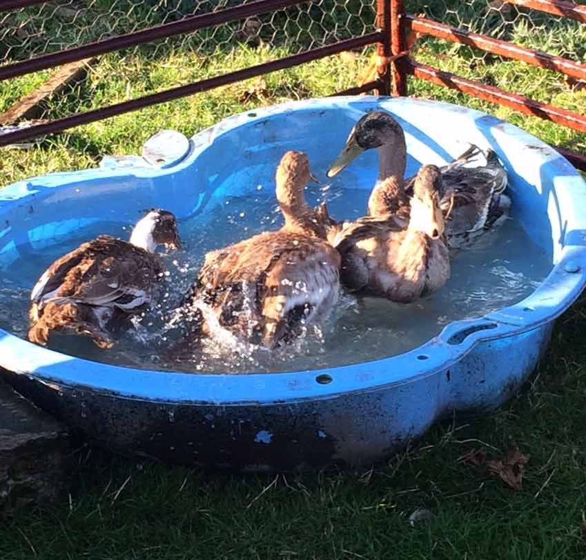 patos rescatados
