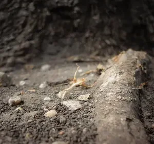 raíces en tuberías