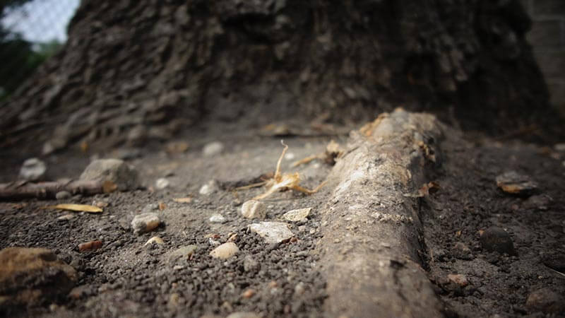 raices-en-tuberias-raiz-de-arbol