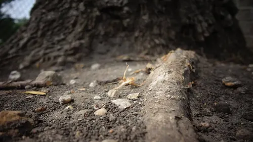 raíces en tuberías